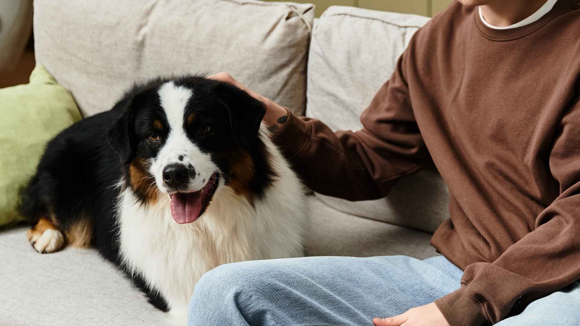 9 Incredible Dog Breeds That Can Detect Diabetes Before It's Too Late