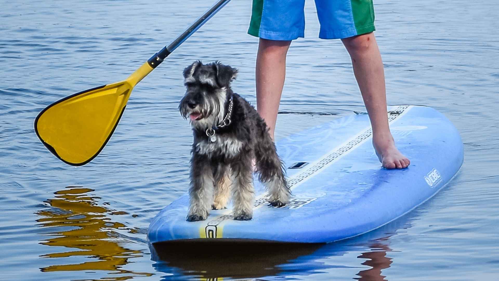 9 Kayak Companion Dog Breeds That Stay Calm and Love the Water