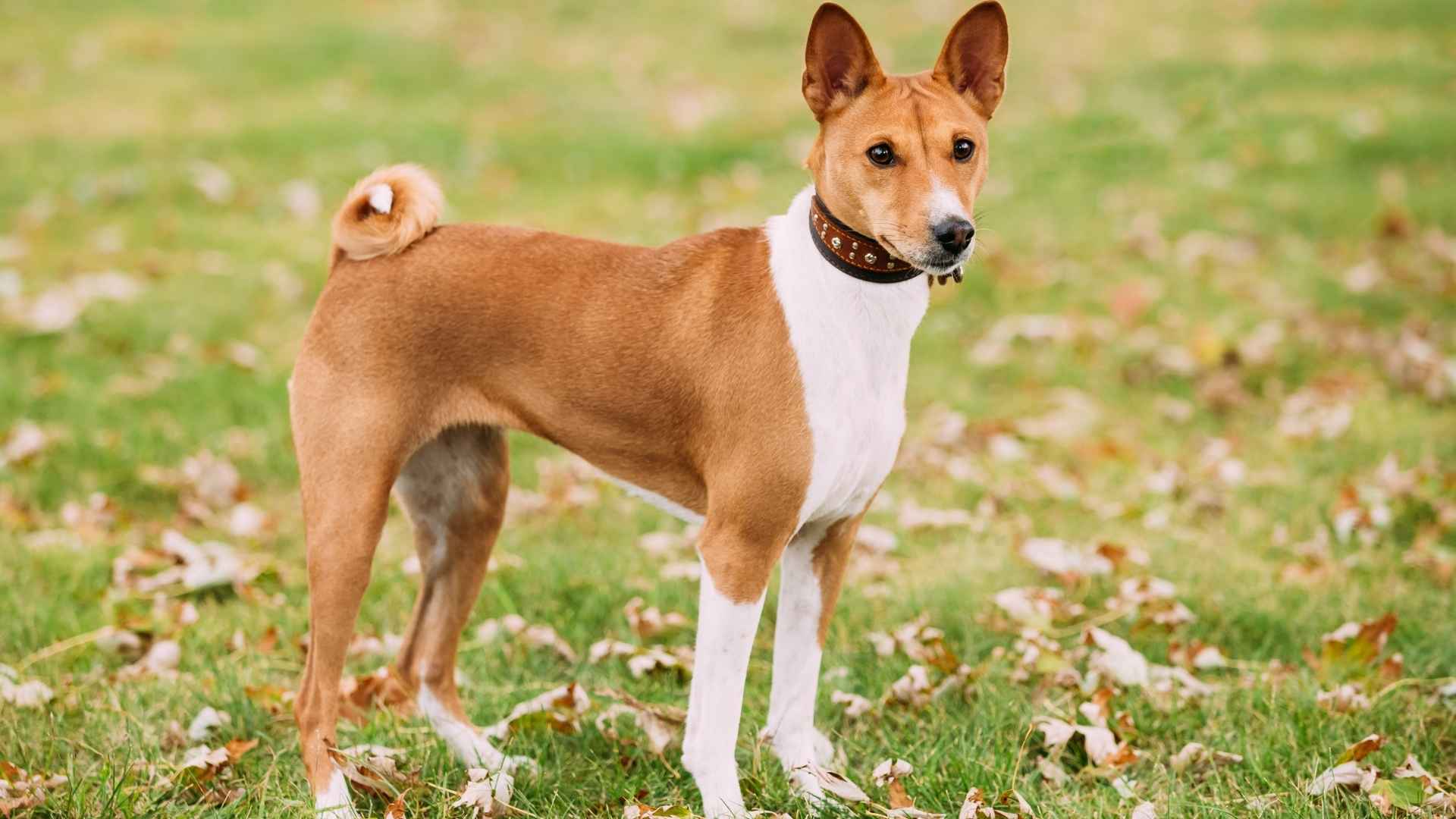 9 Least Barking Dog Breeds That Won’t Disturb Your Neighbors