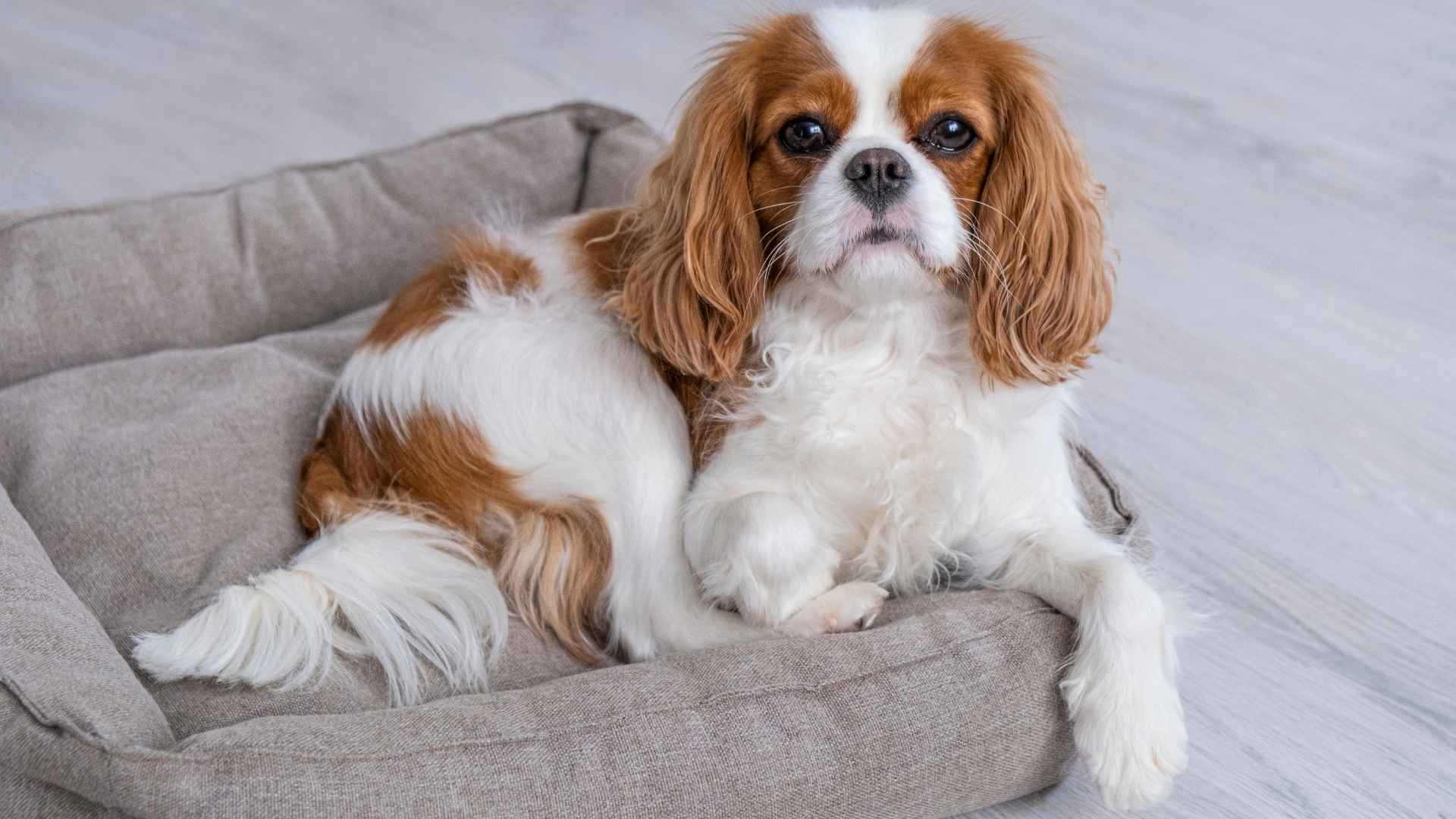 9 Least Hyper Dog Breeds: Loyal Souls with Calm Demeanor