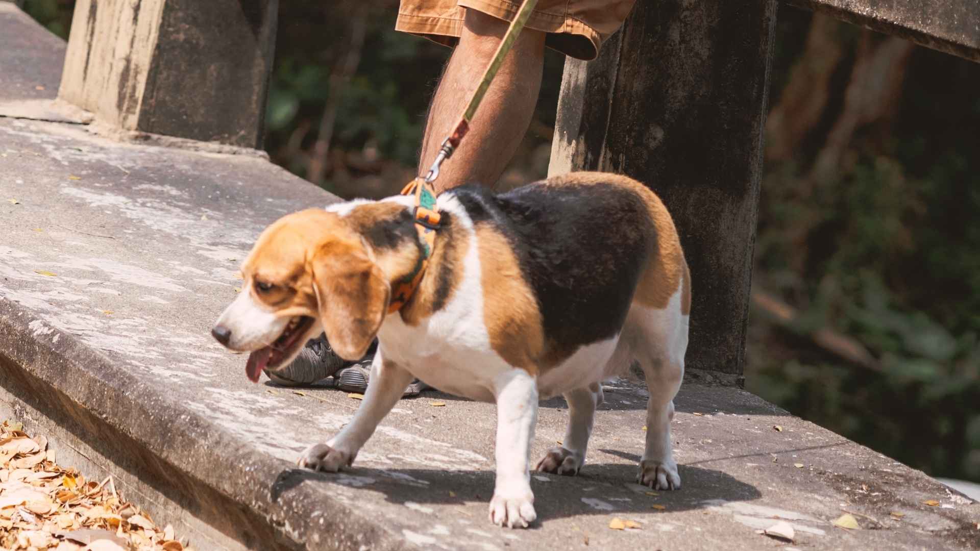 9 Least Obedient Dog Breeds That Refuse To Follow Commands