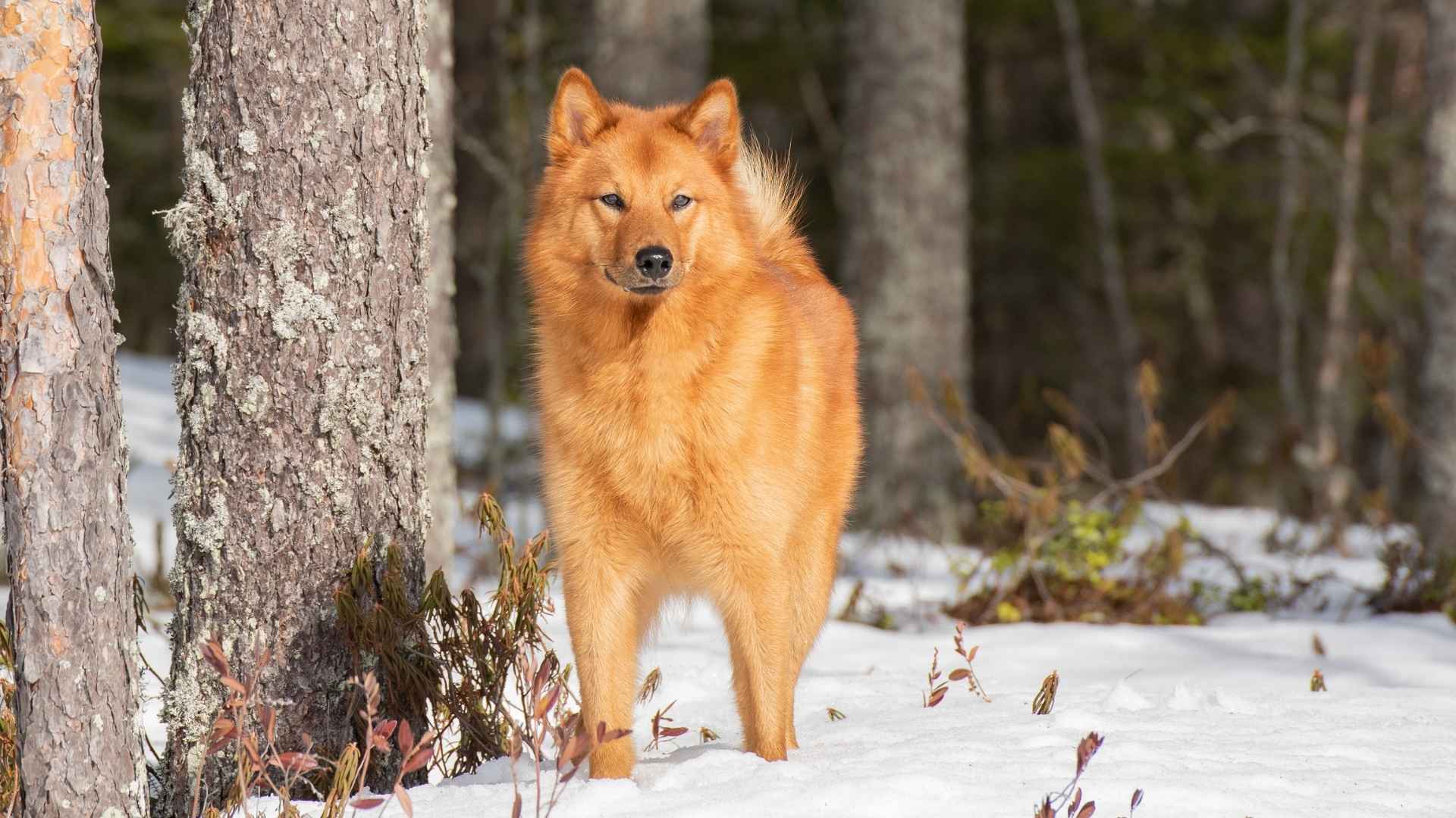 9 Least Popular Dog Breeds That Deserve Way More Love