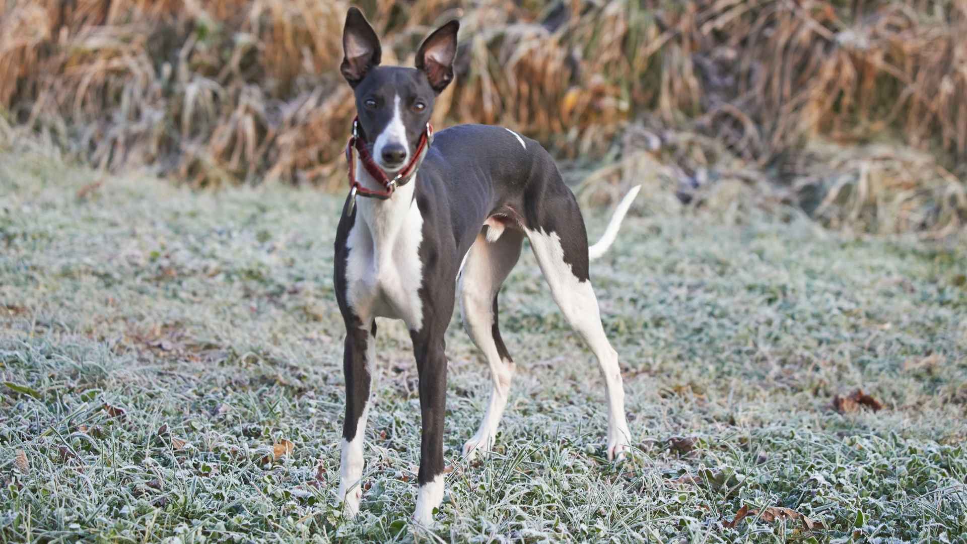 9 Longest Living Medium Dog Breeds: The Healthy Ones