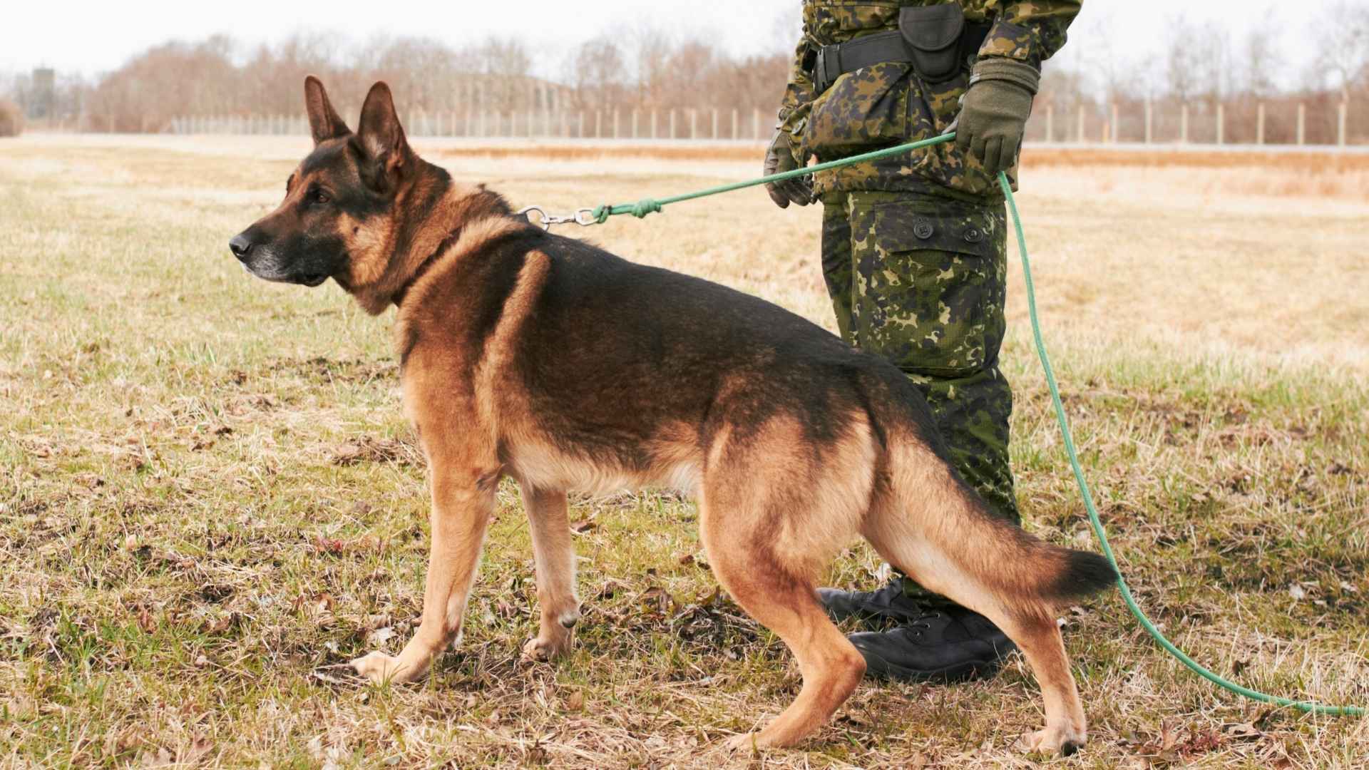 9 Military Working Dog Breeds: The Bold And Fierce Ones