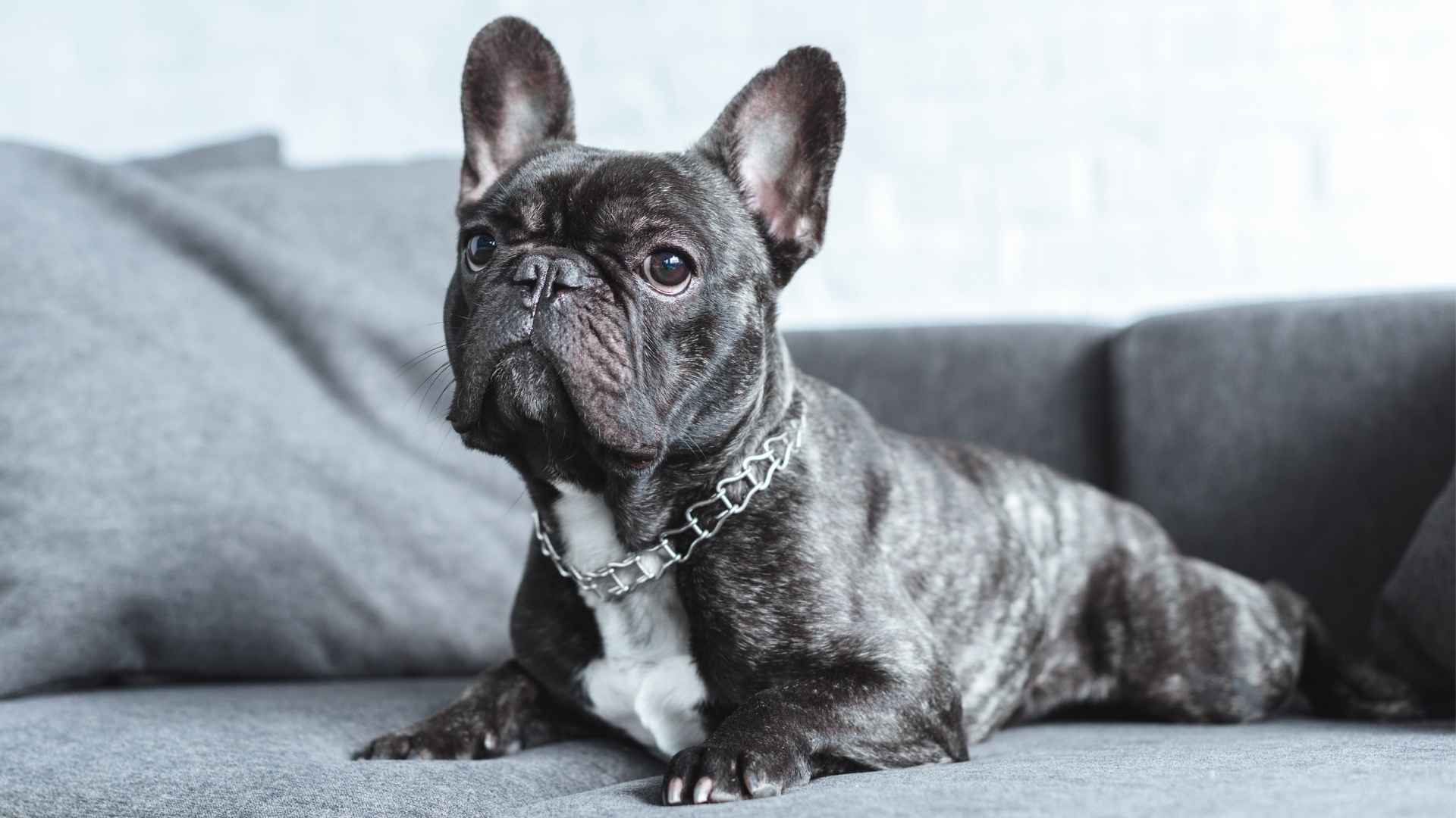 9 Miniature Dog Breeds for Compact Spaces: Small Space, Big Love