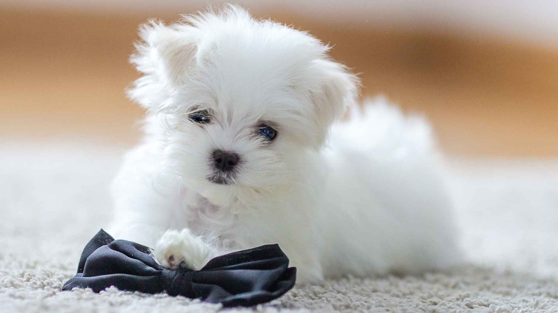 9 Most Adorable Mini Toy Dog Breeds That Will Grip Your Heart
