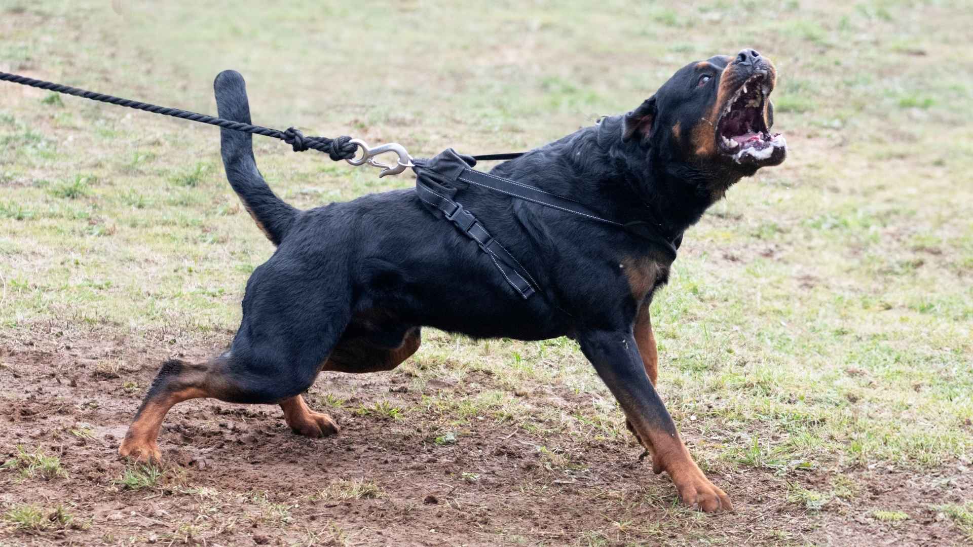 9 Most Angry Dog Breeds with a Fiery Temperament