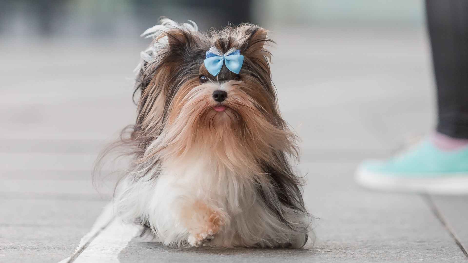 9 Most Attractive Dog Breeds with the Longest Eyelashes