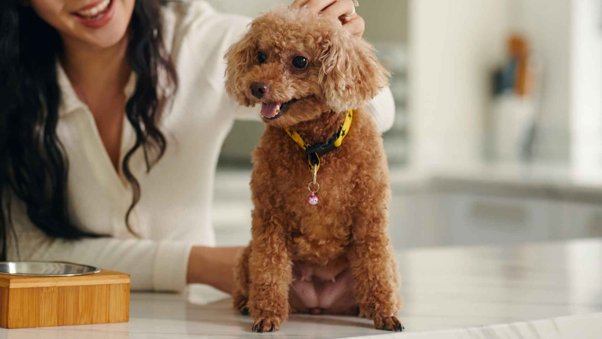 9 Most Beloved Dog Breeds That Win Hearts Everywhere