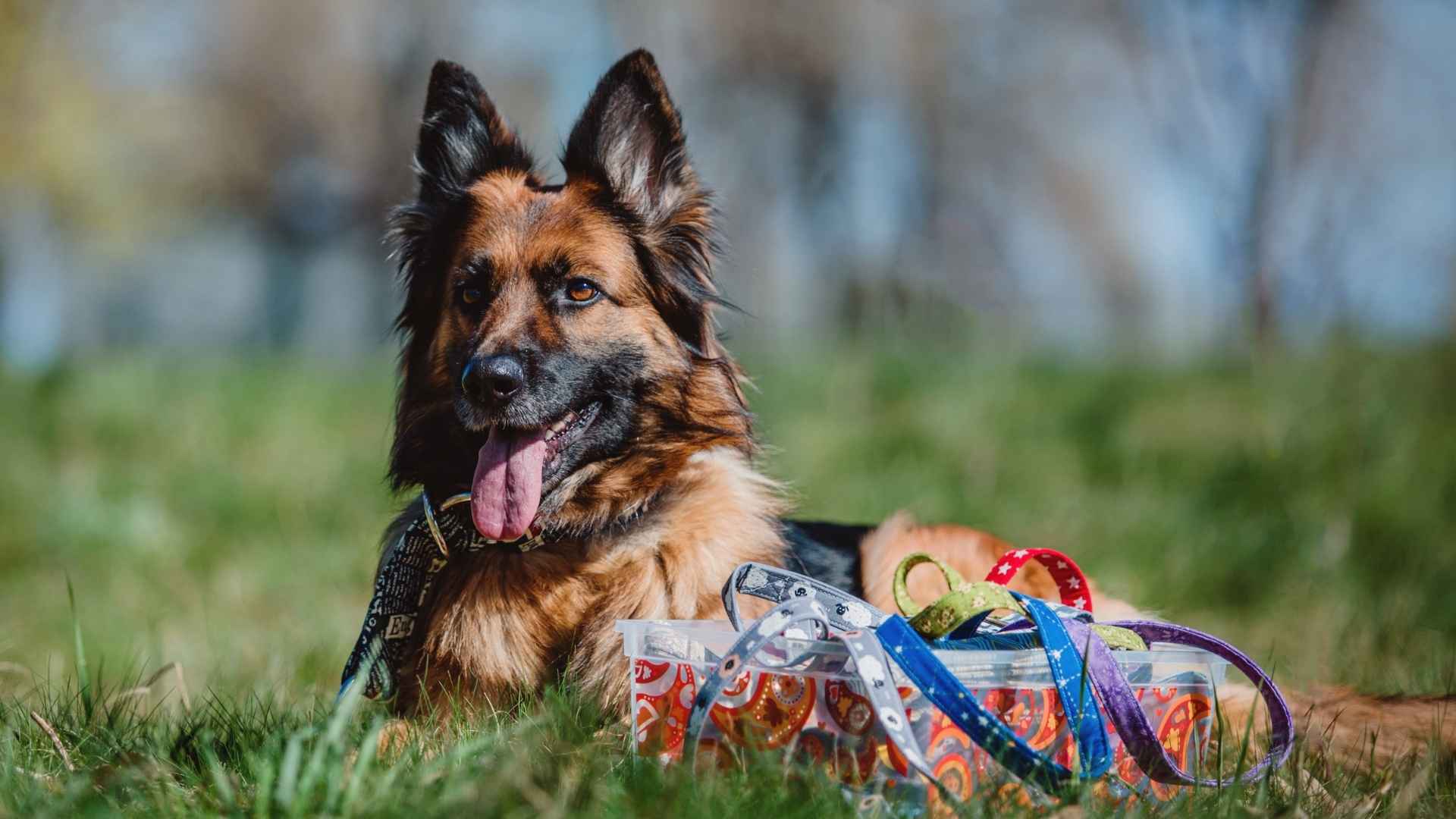 9 Most Clever Dog Breeds That Will Impress You