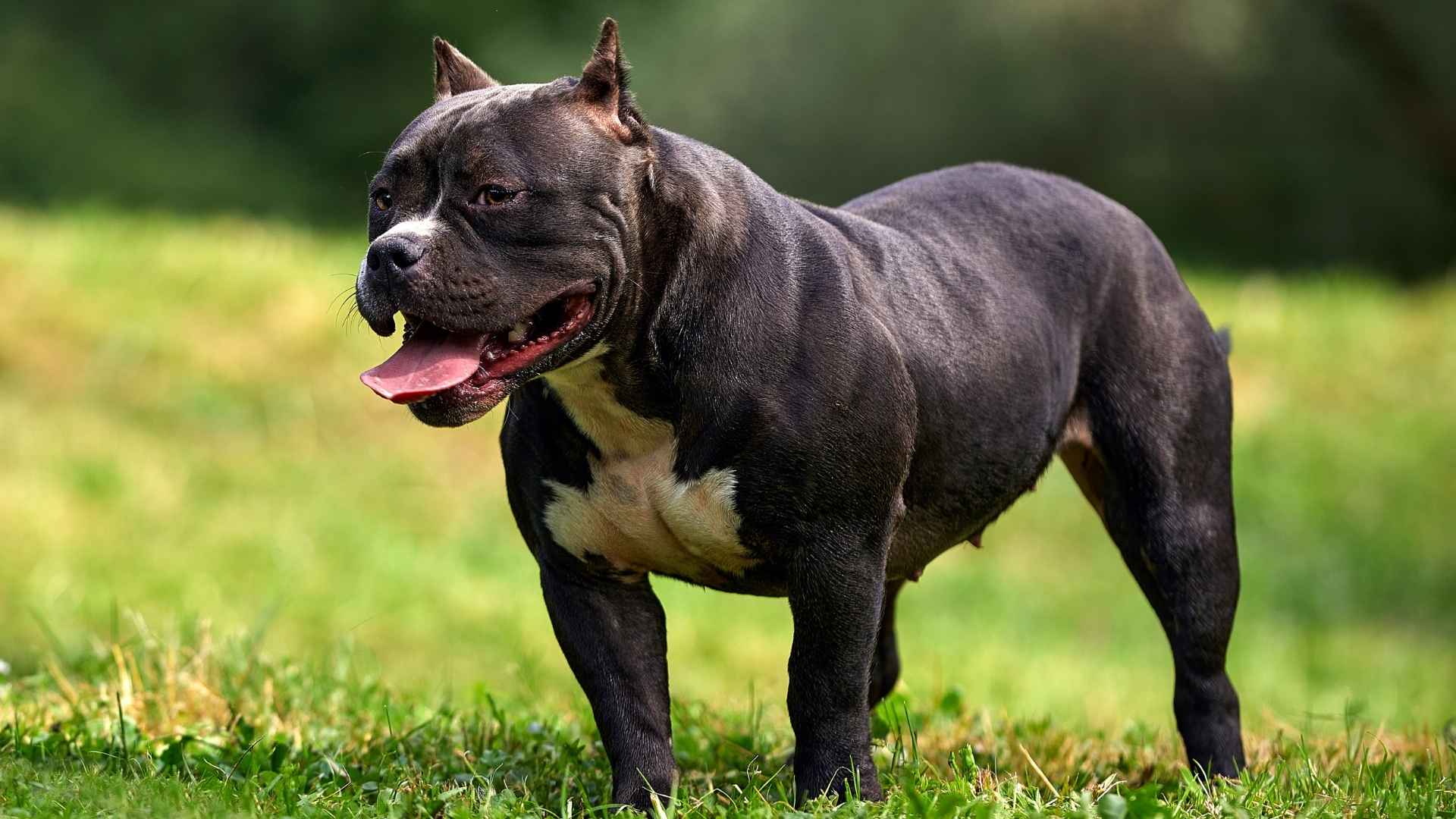 9 Most Dangerous Dog Breeds in the World That Can Be A Serious Threat