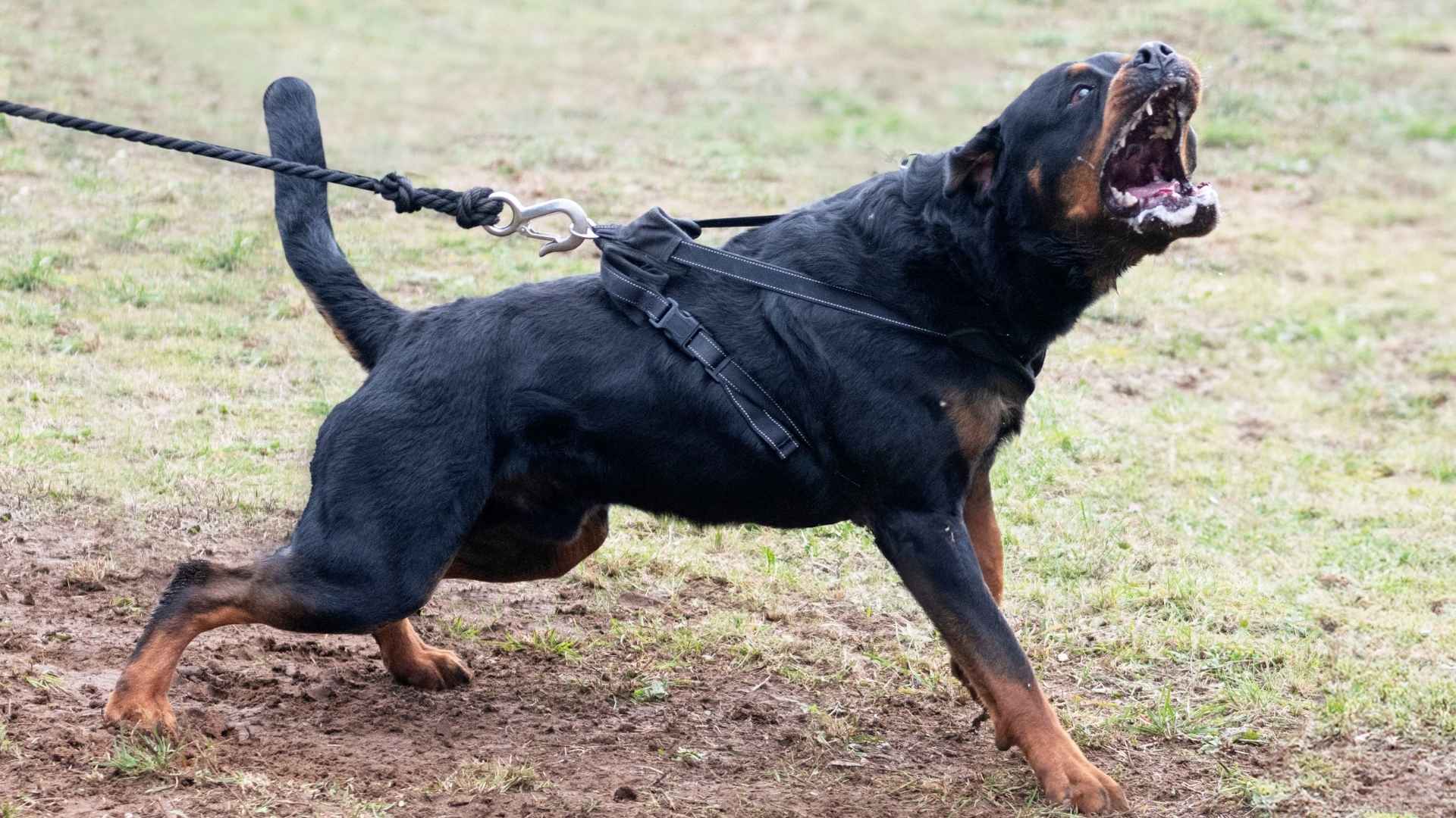 9 Most Ferocious Dog Breeds: Train Them & Not Blame Them
