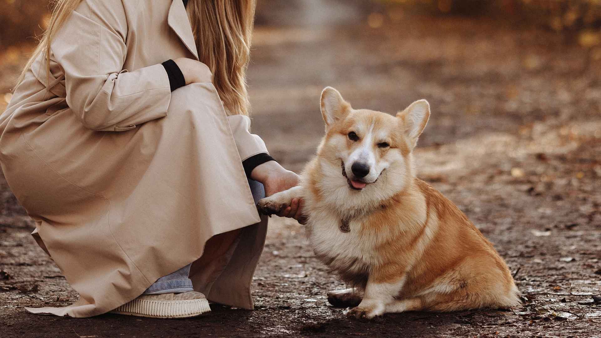 9 Most Friendliest Dog Breeds with Hearts as Big as Their Smiles