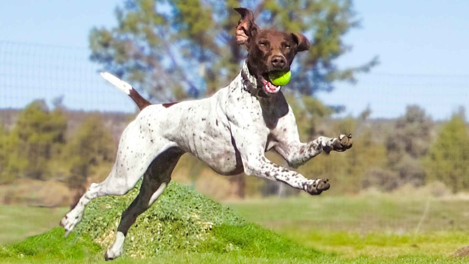 9 Most High-Energy Dog Breeds with Unstoppable Passion and Loyalty