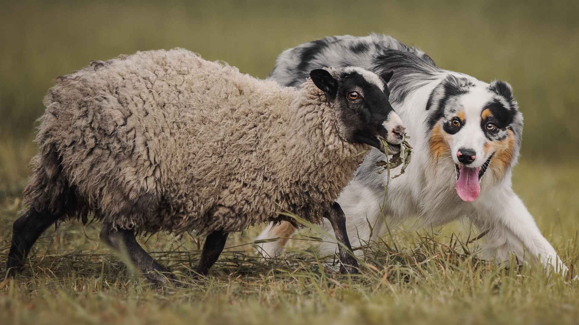 9 Most High-Energy Herding Dog Breeds That Aren't For Lazy Owners