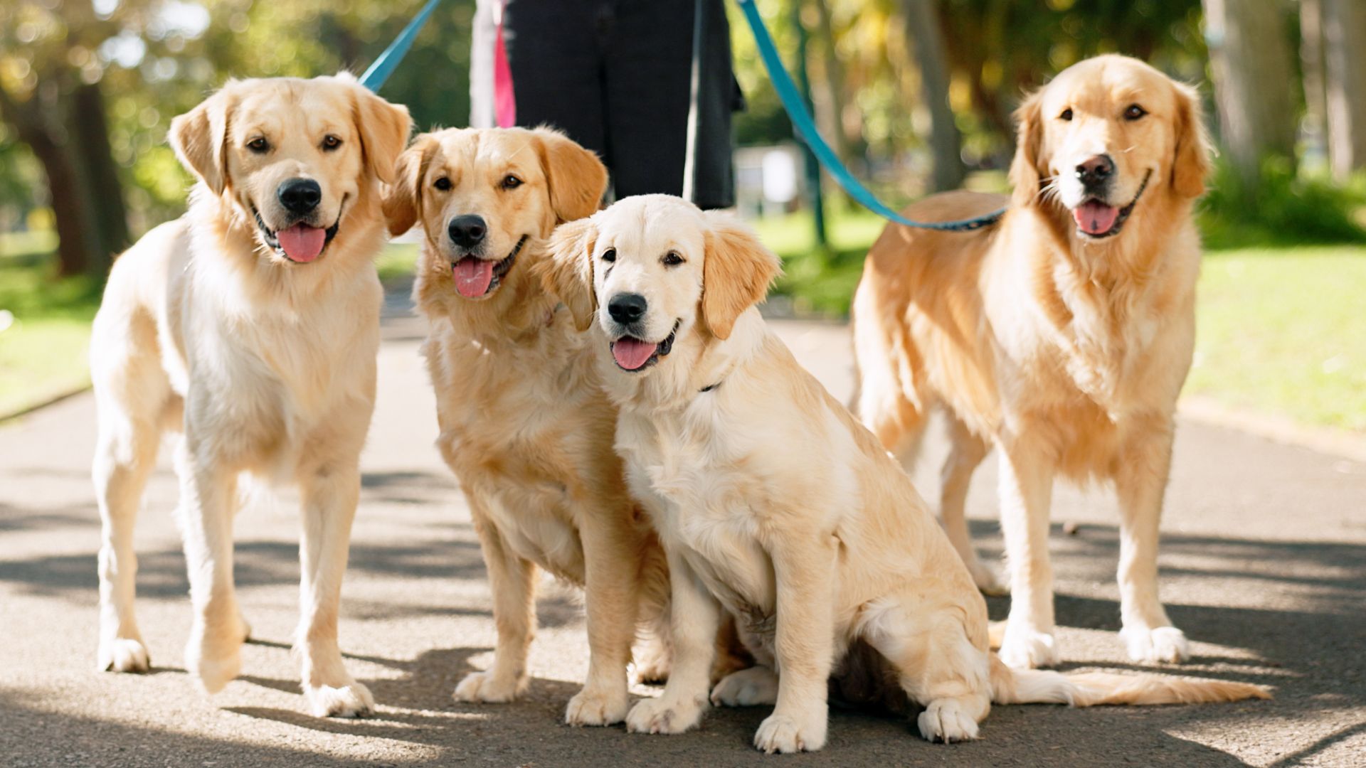 9 Most Loved Dog Breeds in America (Ranked by Popularity)