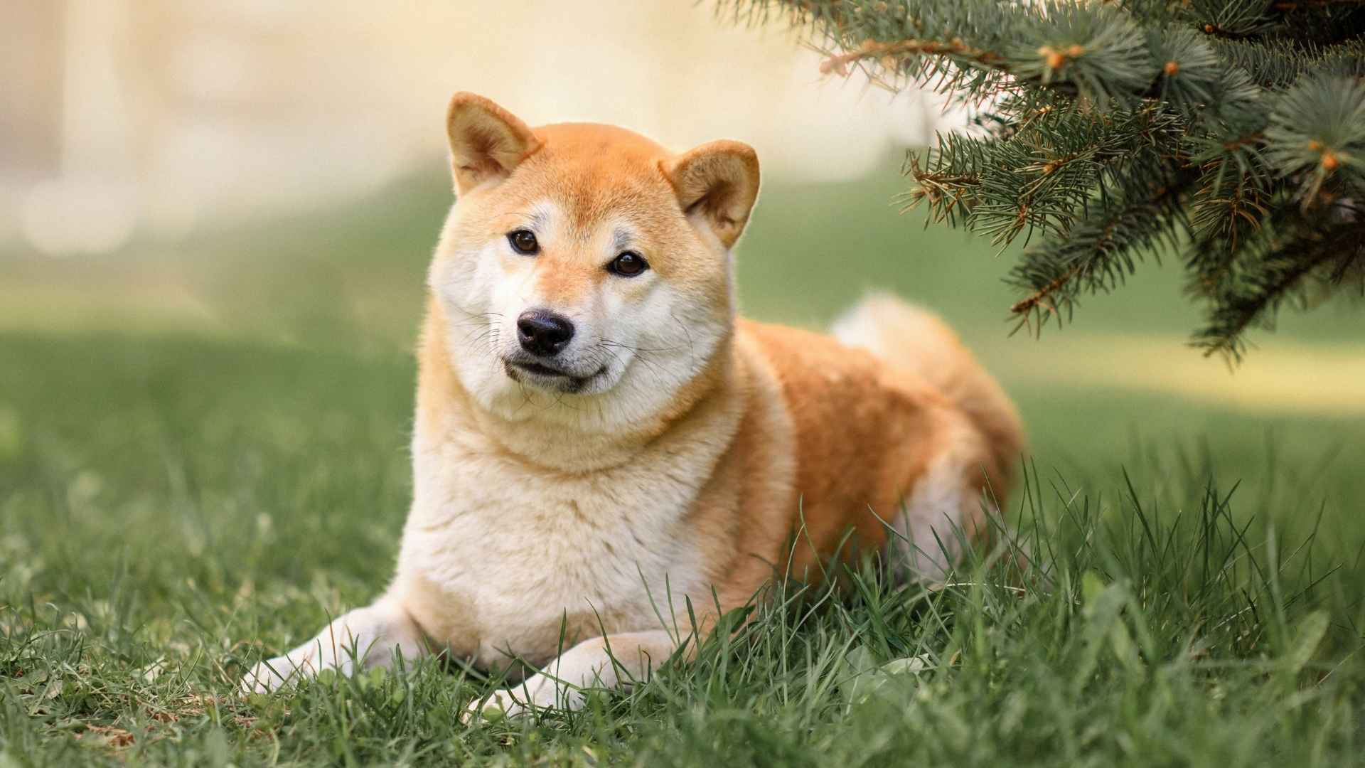 9 Most Low-Maintenance Guard Dog Breeds for Lazy or Hustling People