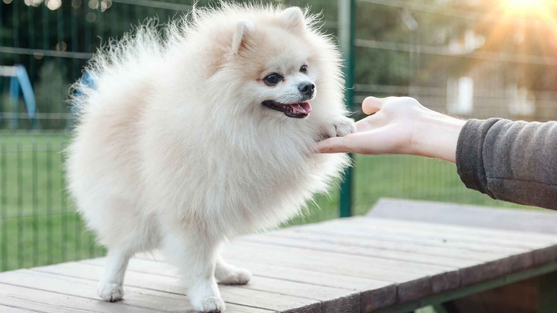 9 Most Loyal Toy Dog Breeds That Will Never Leave Your Side