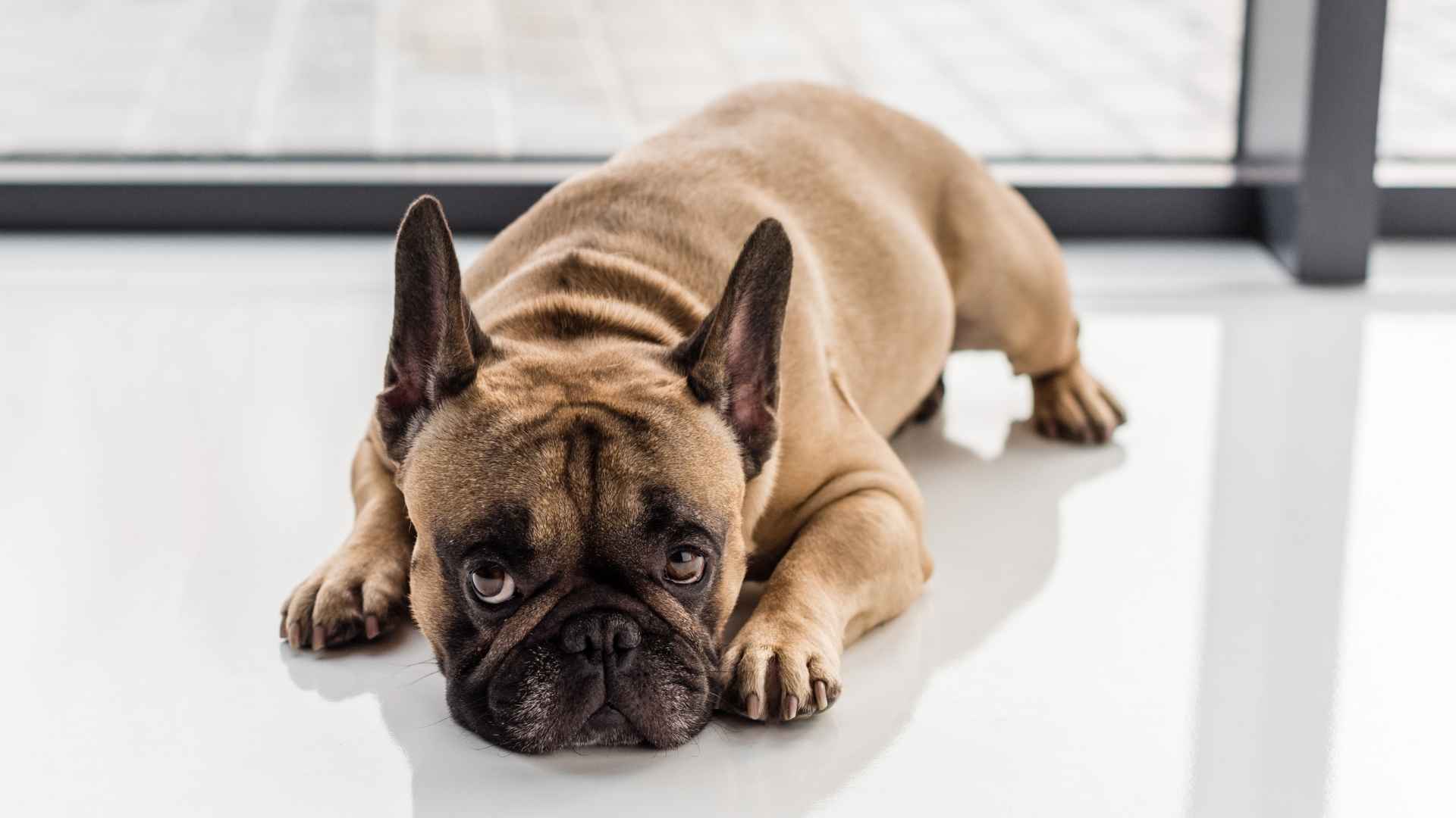 9 Most Melodramatic Dog Breeds That Act Like Divas