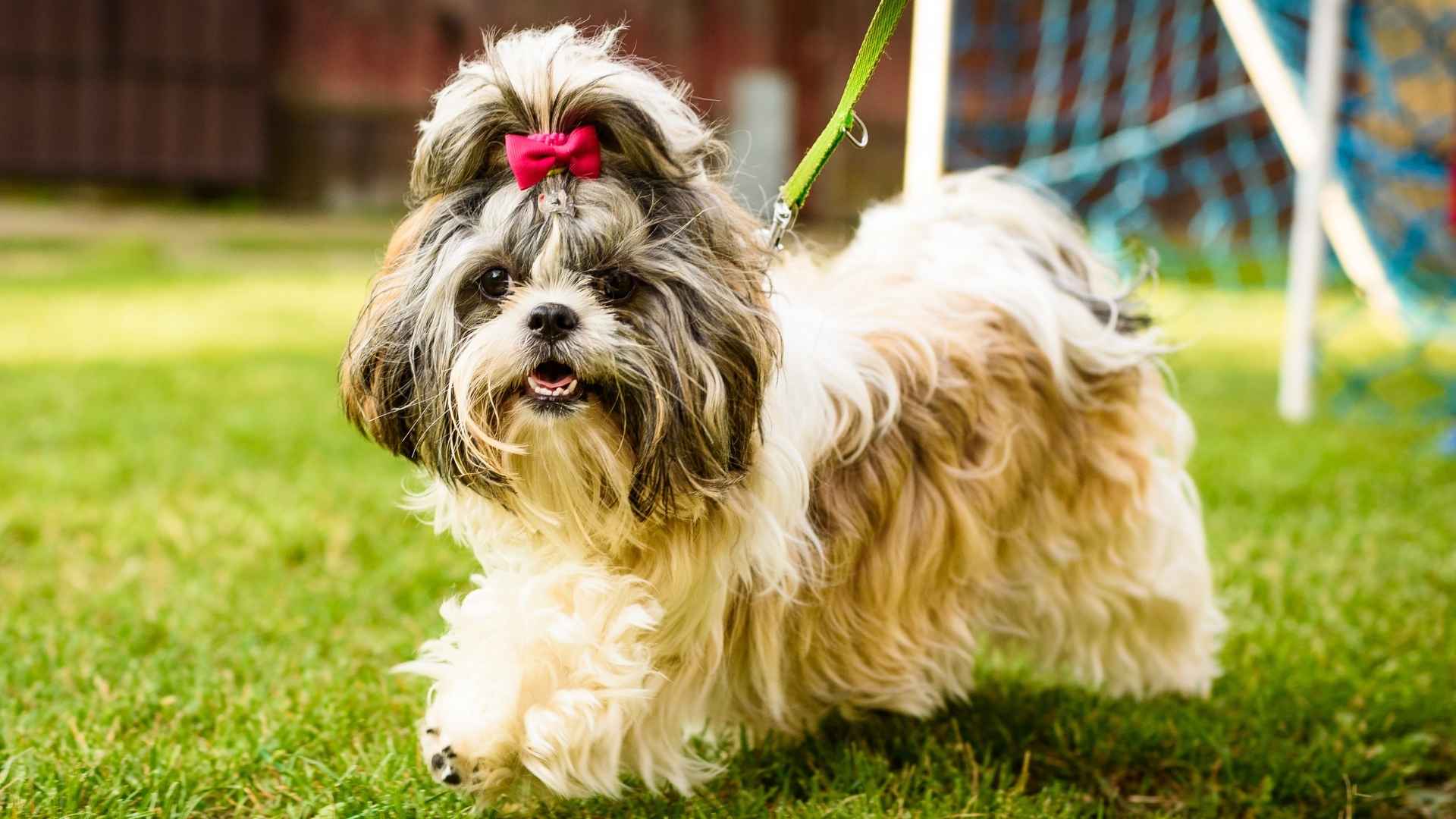 9 Most Mischievous Dog Breeds That Love to Keep You on Your Toes