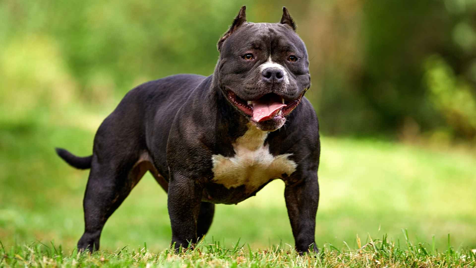 9 Most Muscular Dog Breeds Famous for Sheer Strength