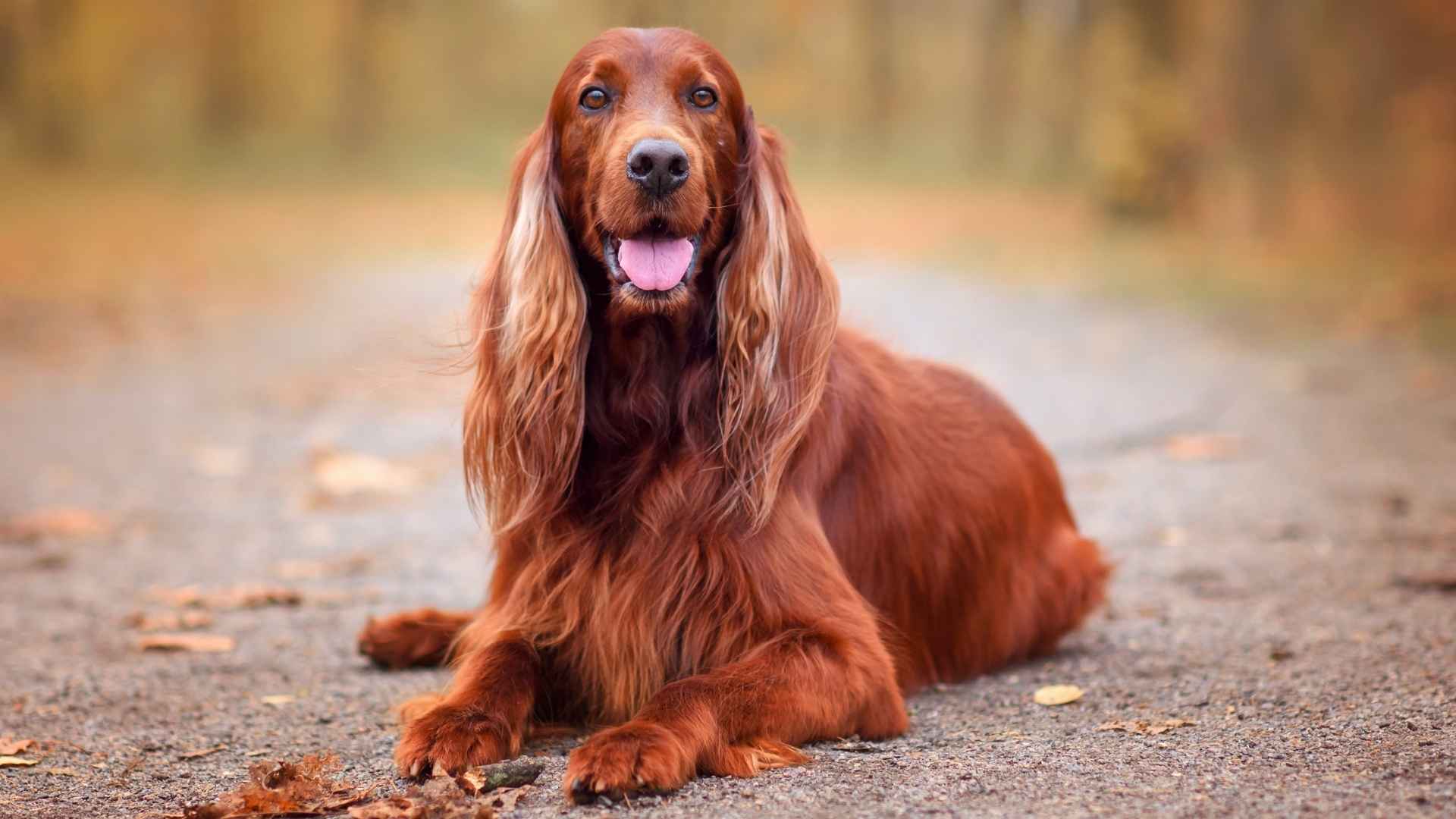 9 Most Nicest Dog Breeds You’ll Ever Meet
