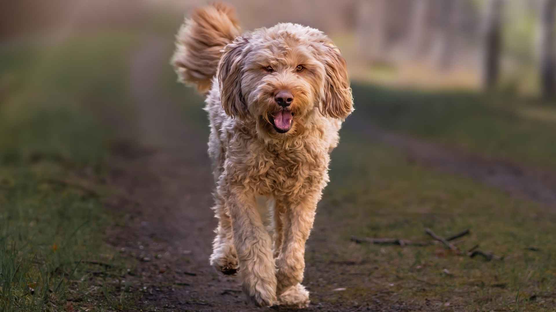 9 Most Overlooked Dog Breeds That Deserve More Love
