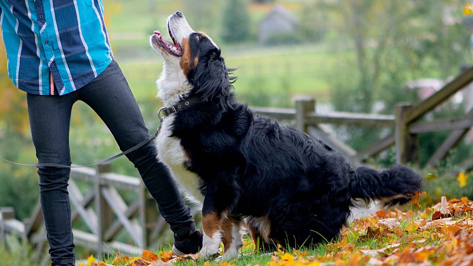 9 Most Playful Large Dog Breeds that bring joy and fun
