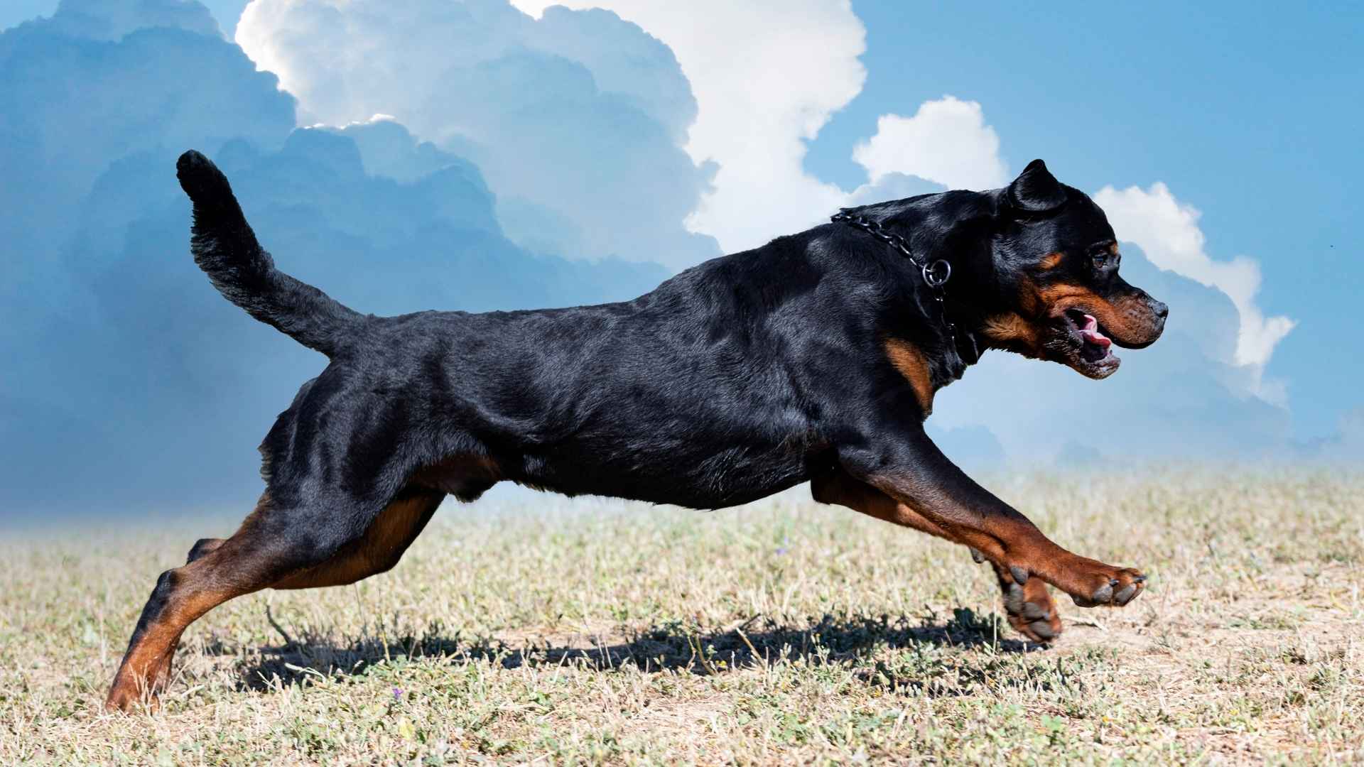 9 Most Powerful Muscular Dog Breeds That Make Gentle Family Pets