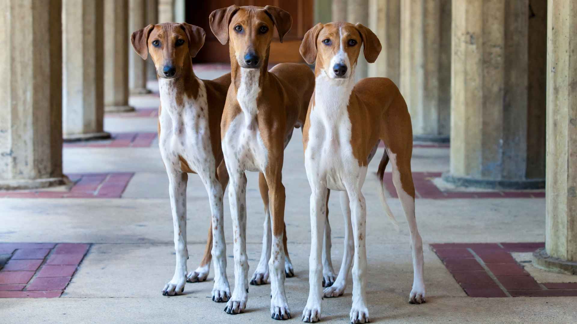 9 Most Rarest Dog Breeds That Are As Fascinating As They Are Unique