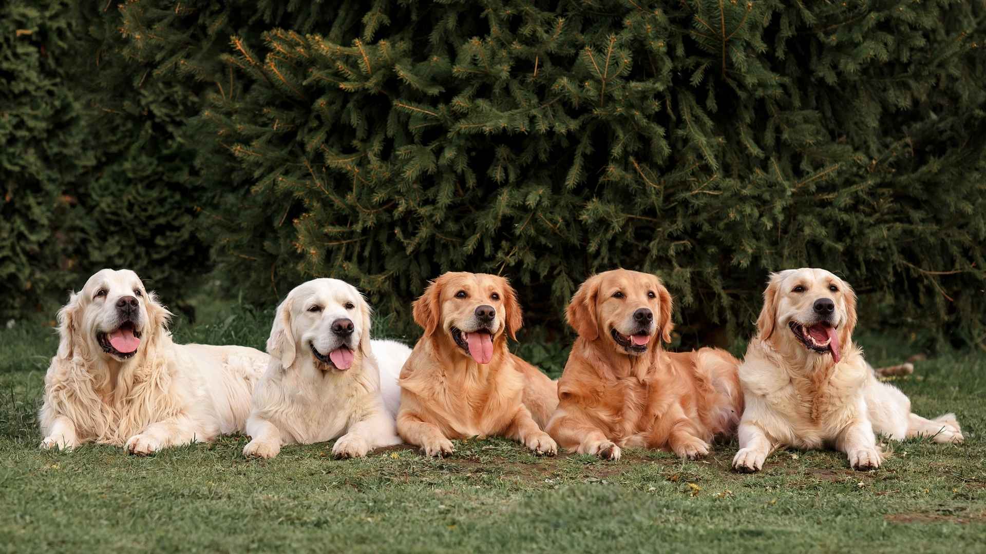 9 Most Searched For Dog Breeds On Google That Touch Our Hearts