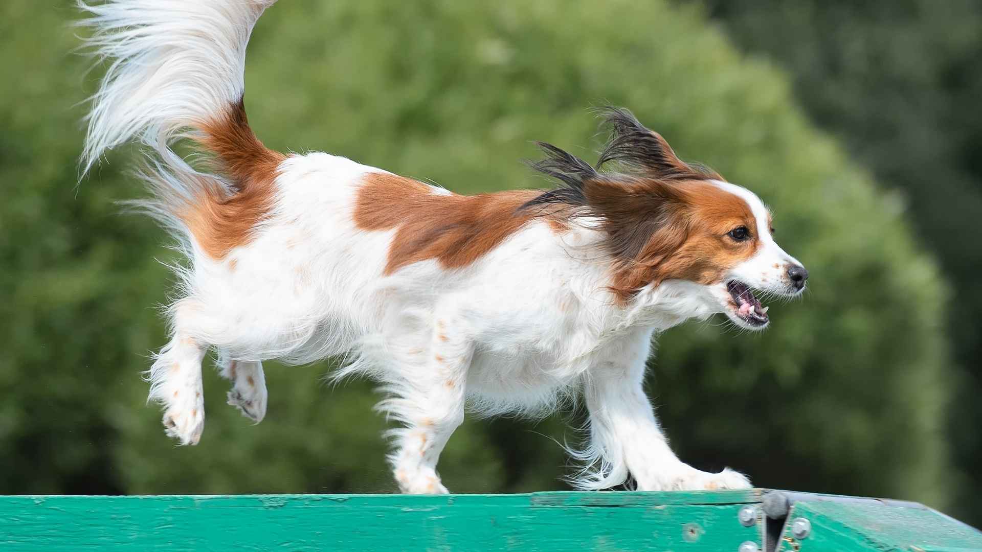9 Most Sporty Dog Breeds That Love to Stay Active