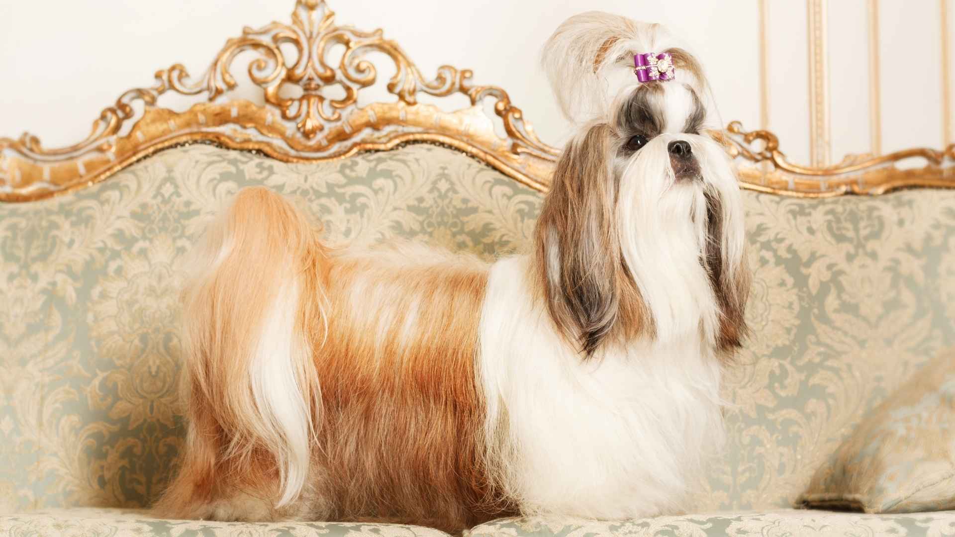 9 Most Stylish Dog Breeds That Steal Hearts with Every Stride