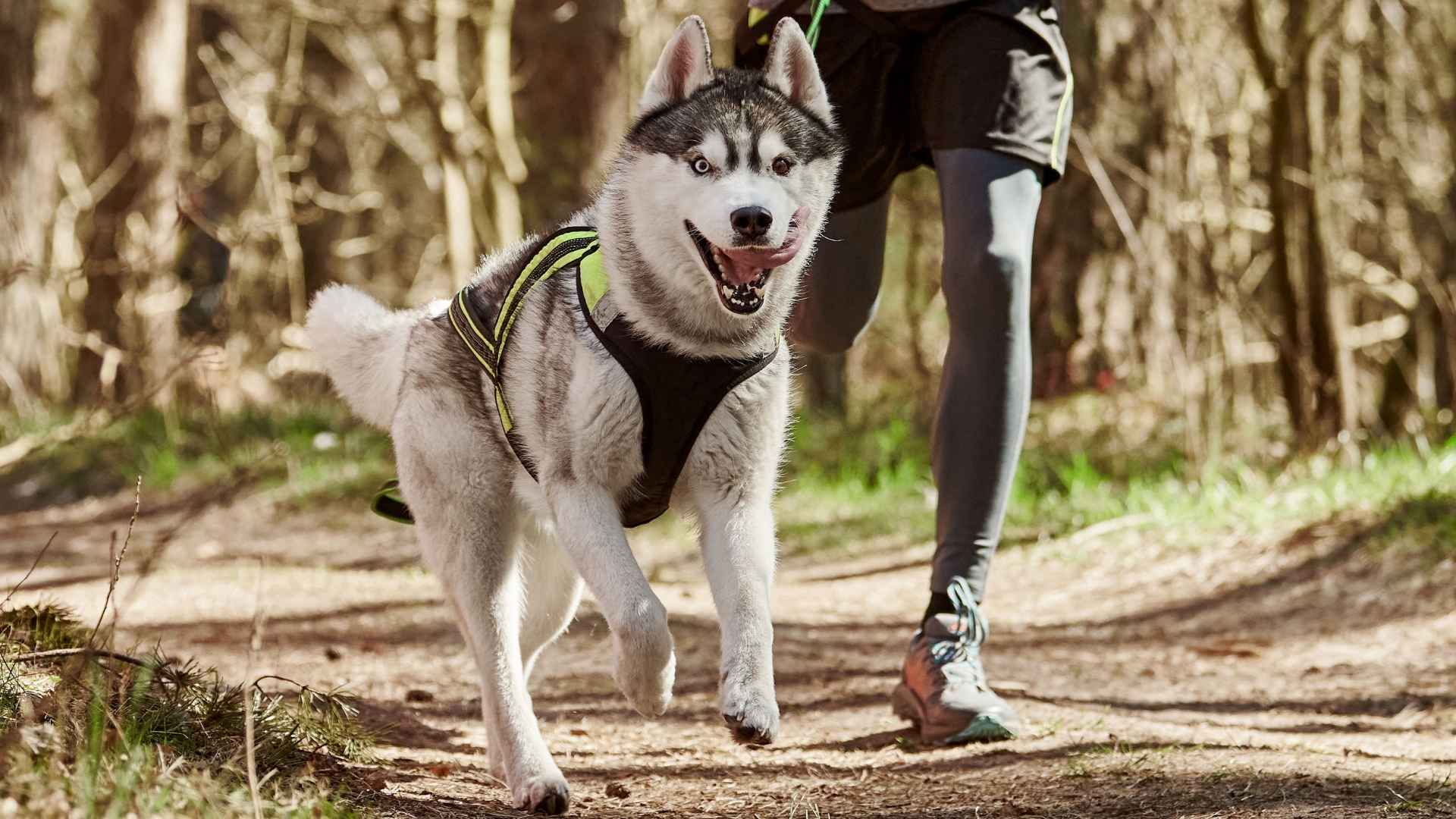 9 Most Tireless Dog Breeds Known For Their Boundless Energy