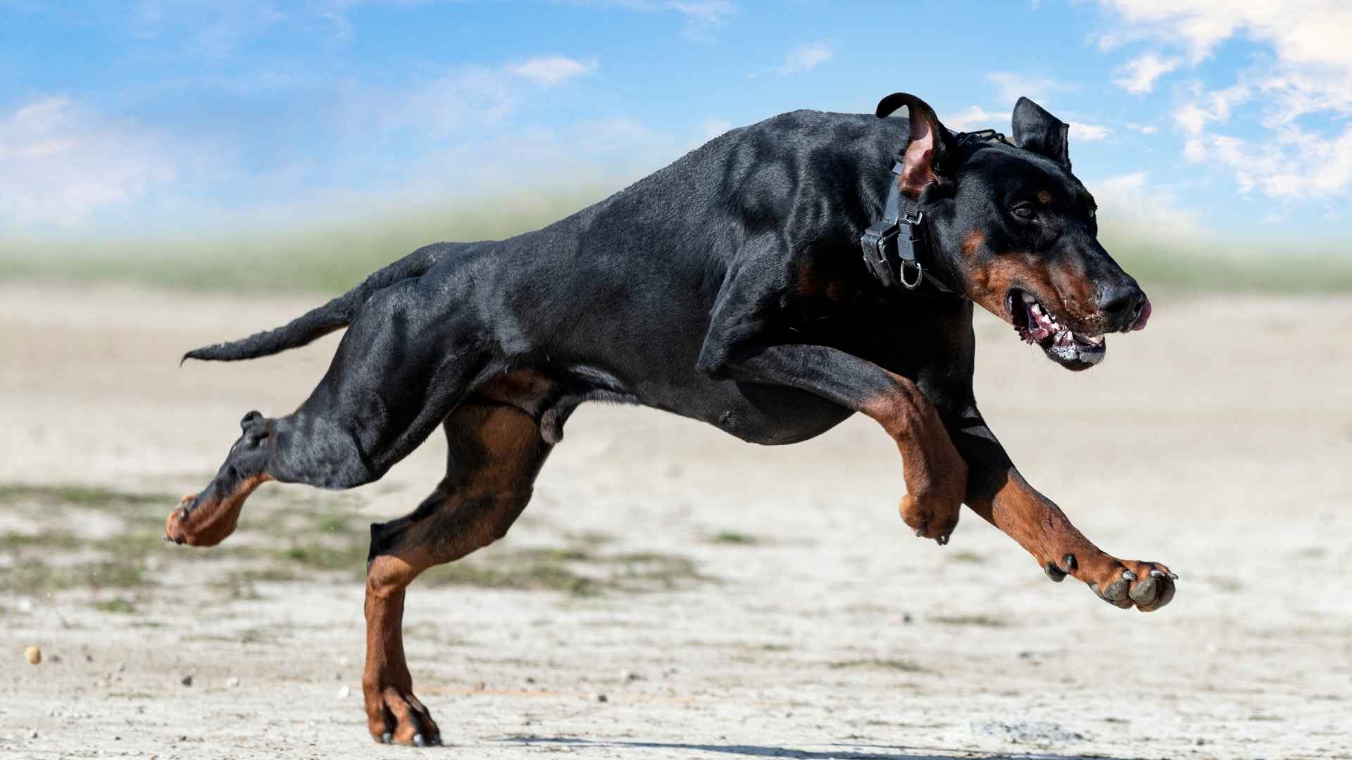 9 Most Toughest Dog Breeds That Were Built for Power and Purpose