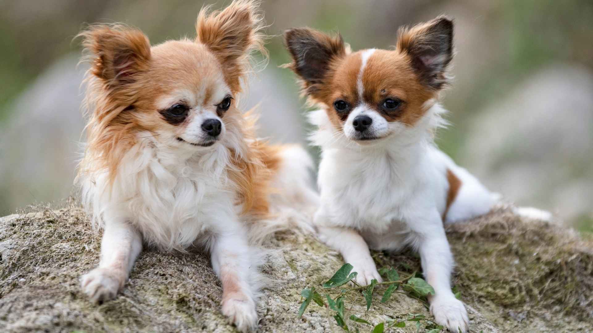 Most Watchful Mini Dog Breeds