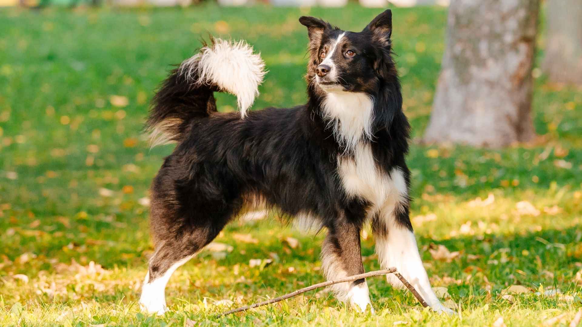 9 Natural Trick-Performing Dog Breeds for Smart Pet Lovers