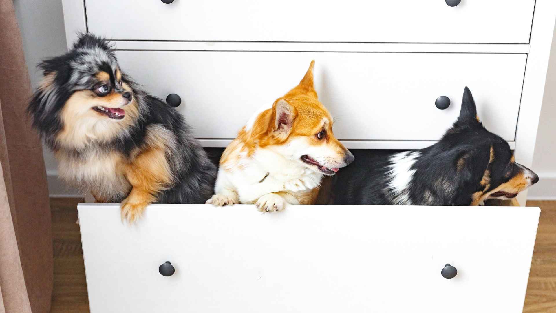 9 Playful Dog Breeds That Love Hide And Seek