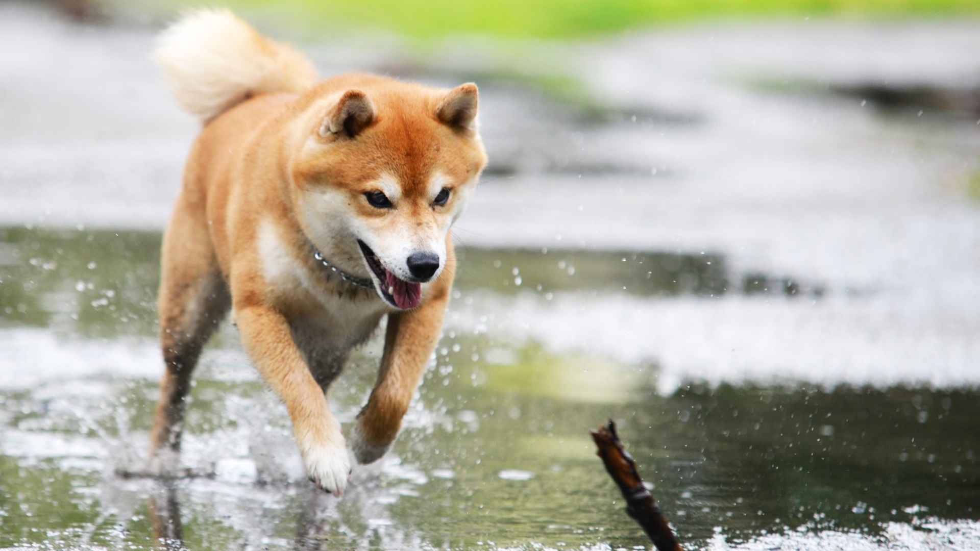 9 Playful Dog breeds that invent their own games for Endless Fun