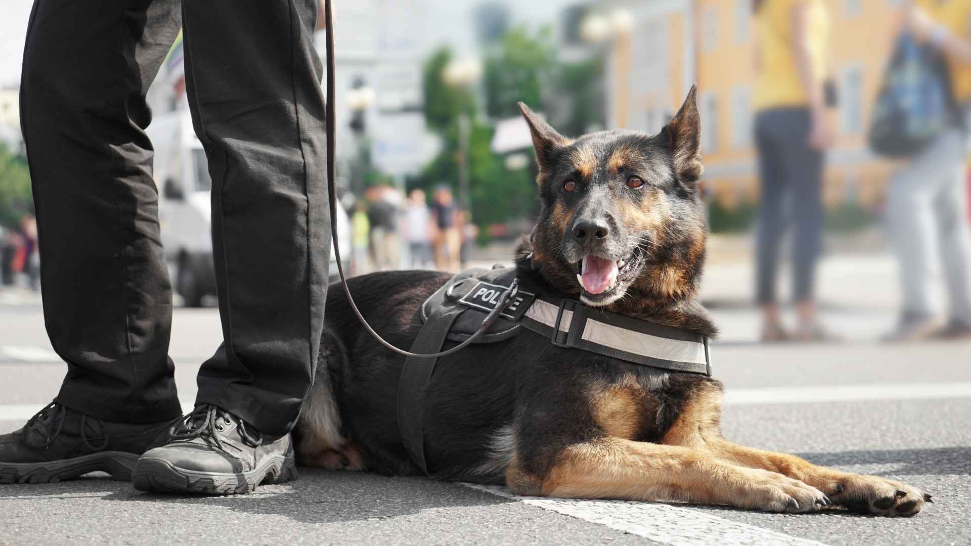 9 Police Dog Breeds With Excellent Stamina for Law Enforcement