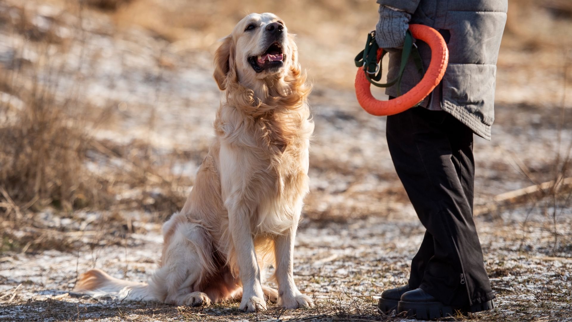 9 Quickest Learner Dog Breeds That Make Training a Breeze