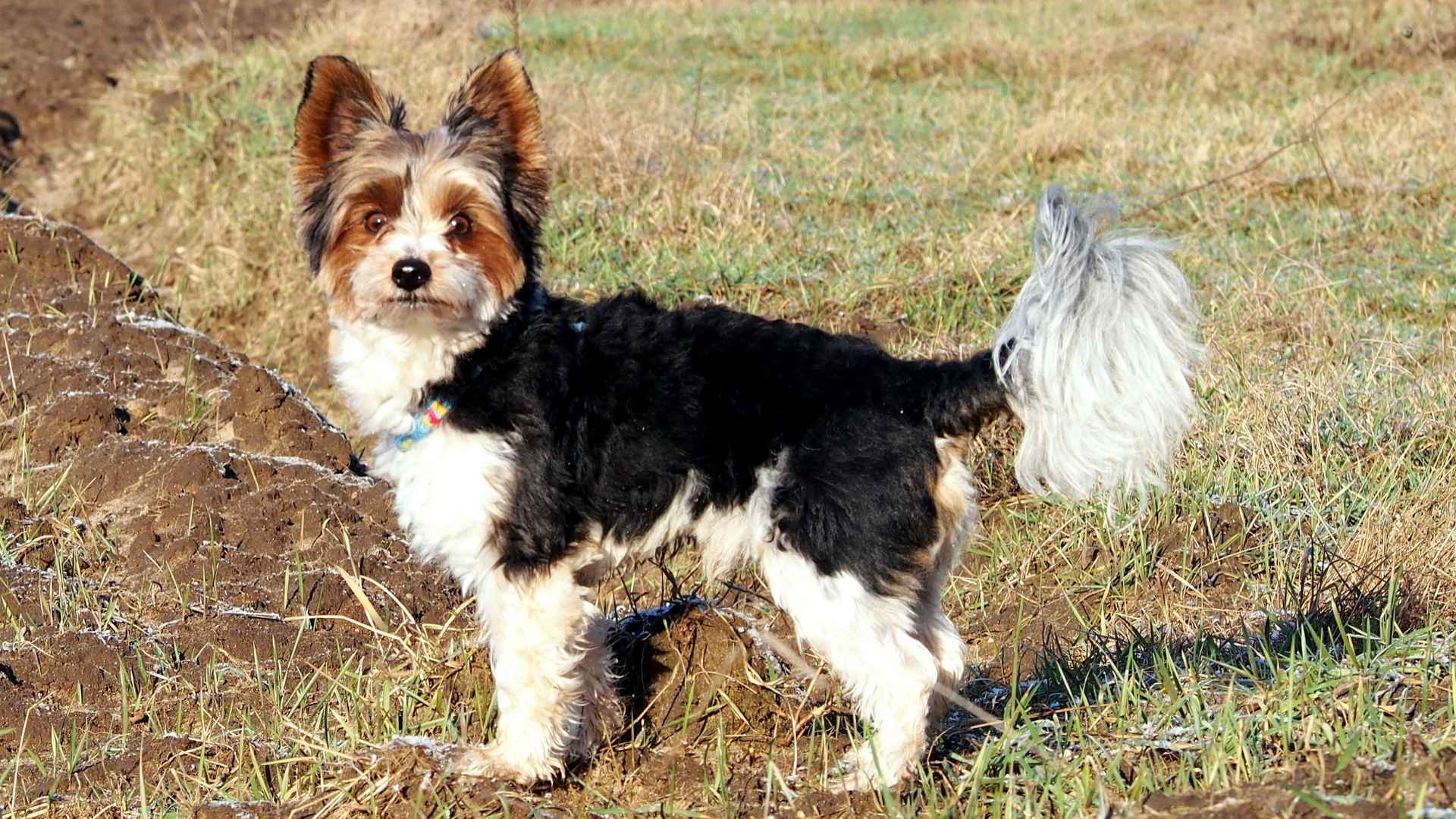 9 Rare Small Dog Breeds That Deserve the Spotlight