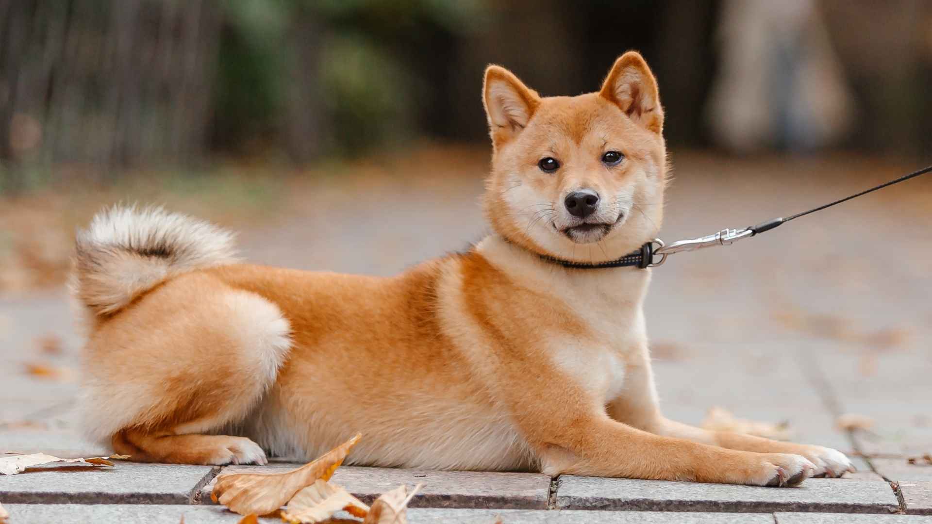 9 Self-Grooming Dog Breeds That Are Low Maintenance