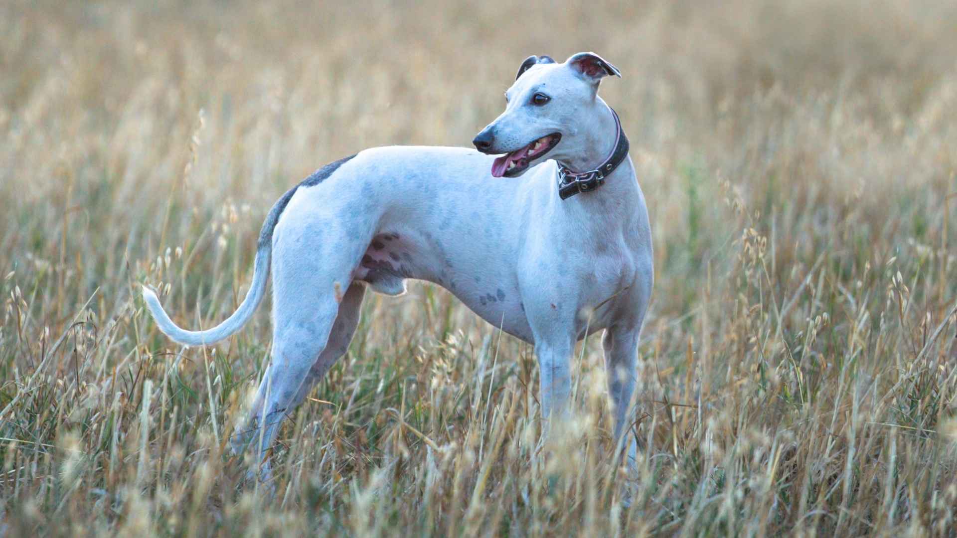 9 Short Hair Dog Breeds: Making a Bold Statement in 2025