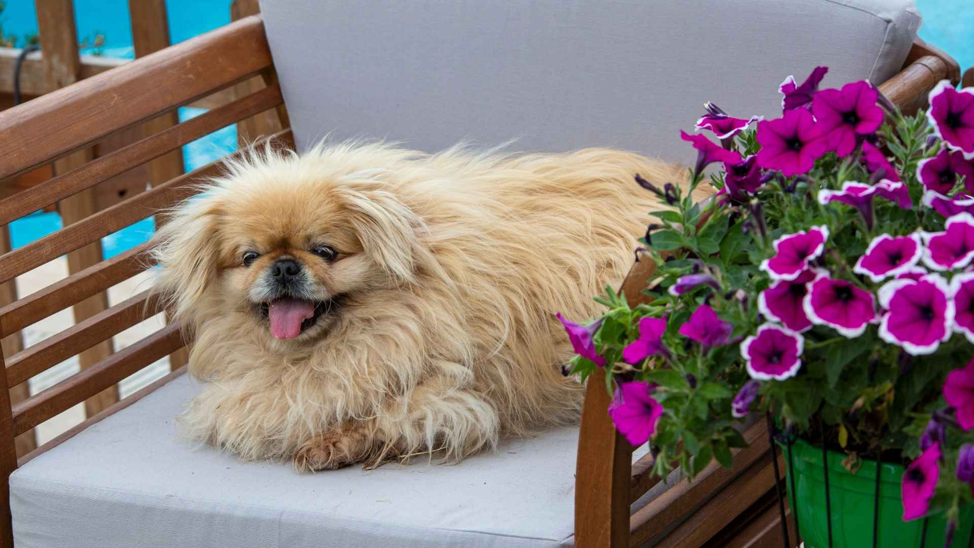 9 Slow-Reacting Calm Dog Breeds for Stress-Free Living