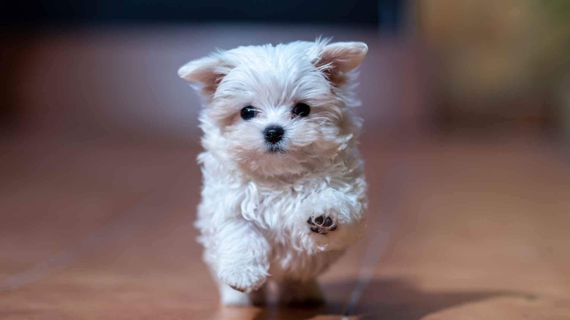 9 Smallest Dog Breeds in the World That Stole the Show