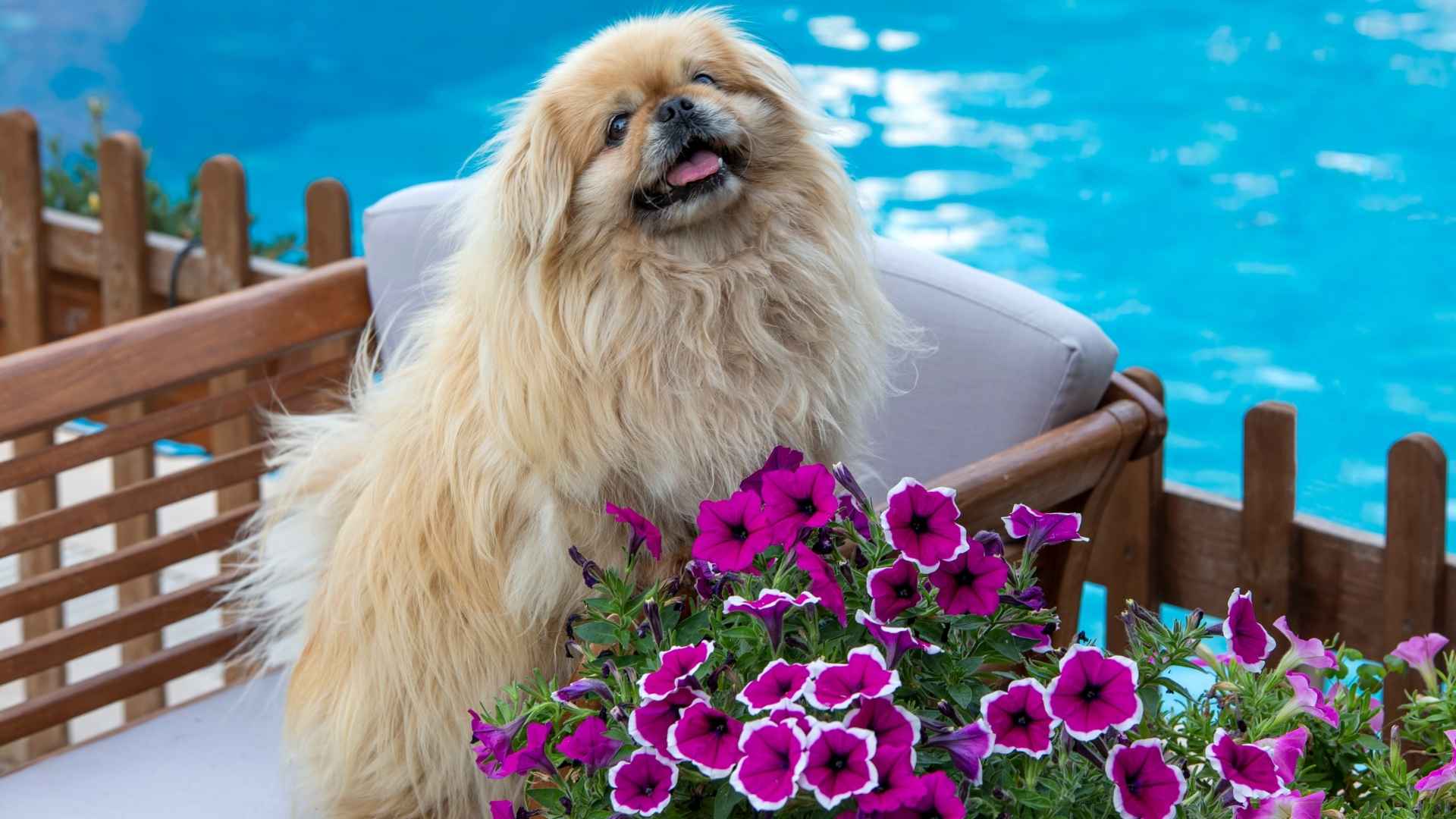 9 Steady Temperament Dog Breeds That Stay Cool Under Pressure