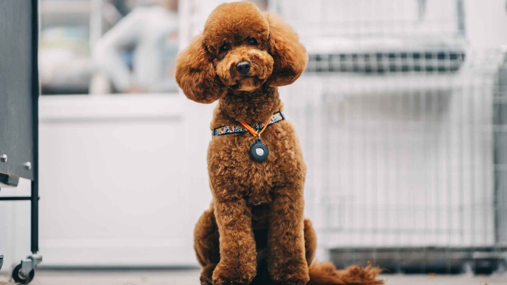 9 Chocolate Dog Breeds With Long Lifespan
