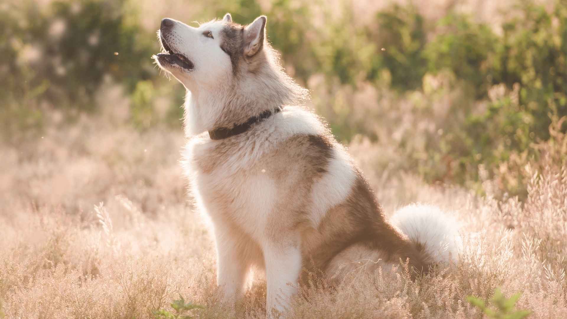 9 Top Dog Breeds With Unique Howls That Stand Out by Sound