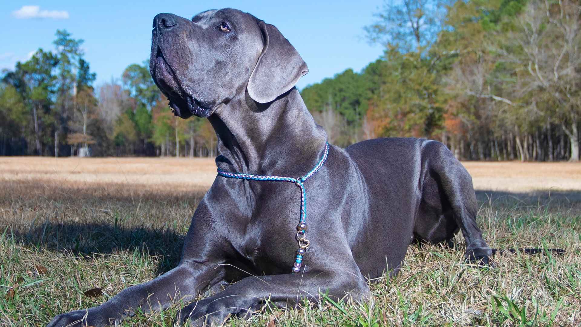9 Top Majestic Dog Breeds With A Blue Coat That Will Captivate You